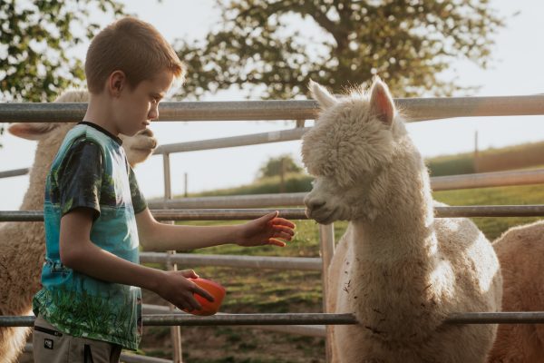 De Verloren Kost Gulpen alpaca voeren DSC01404