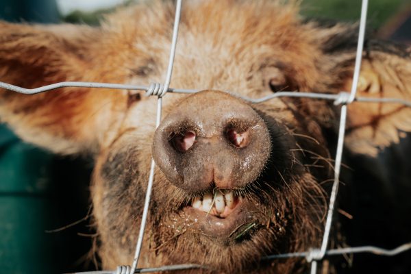 De Verloren Kost Gulpen boerderijvakantie DSC06823