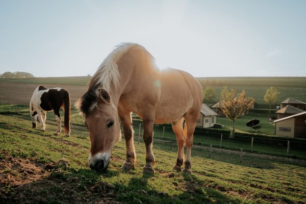 De Verloren Kost Gulpen paardenvakantie DSC01651